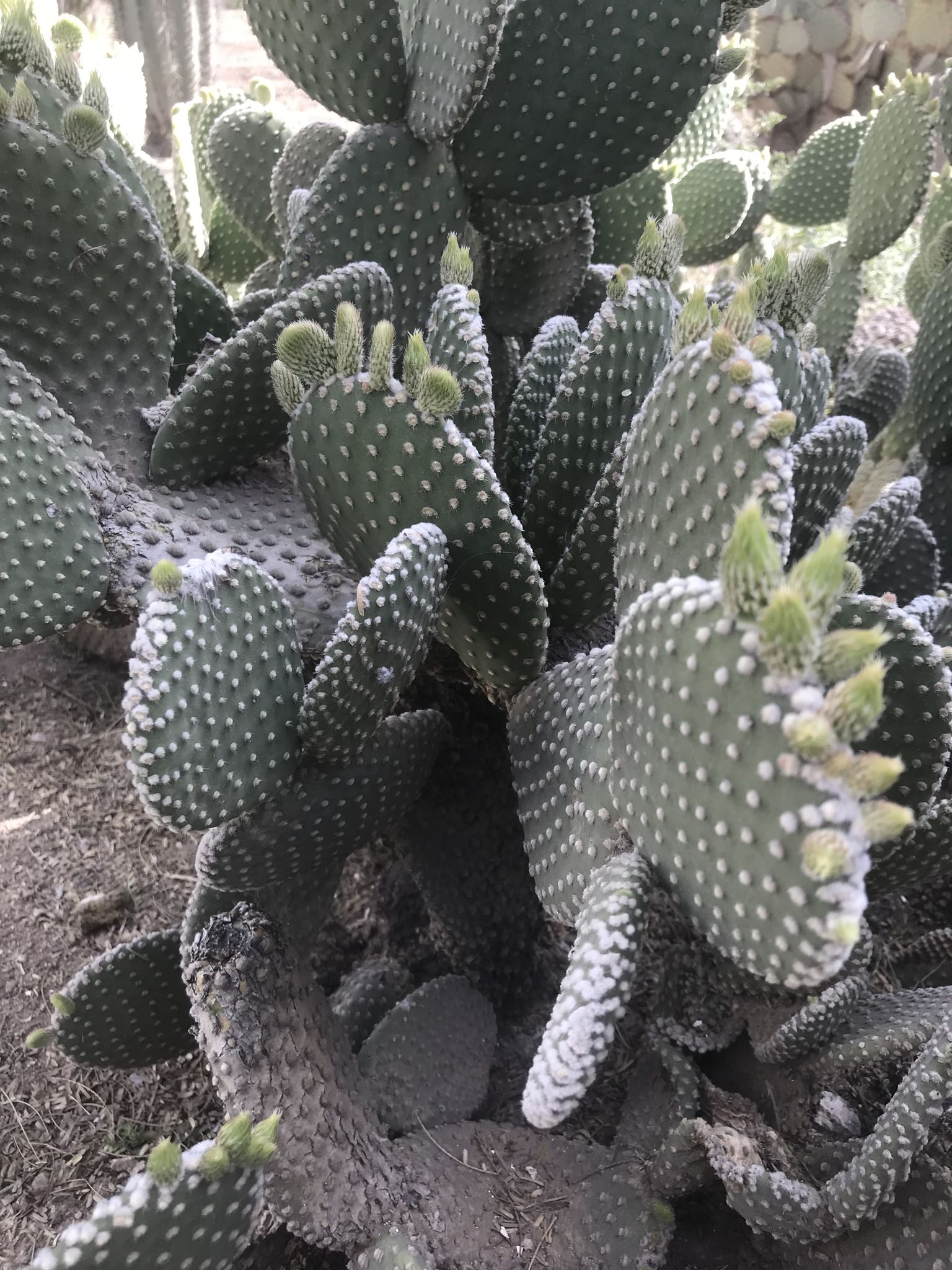 Opuntia microdasys 'microdasys'